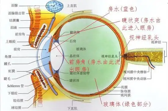眼球的构造