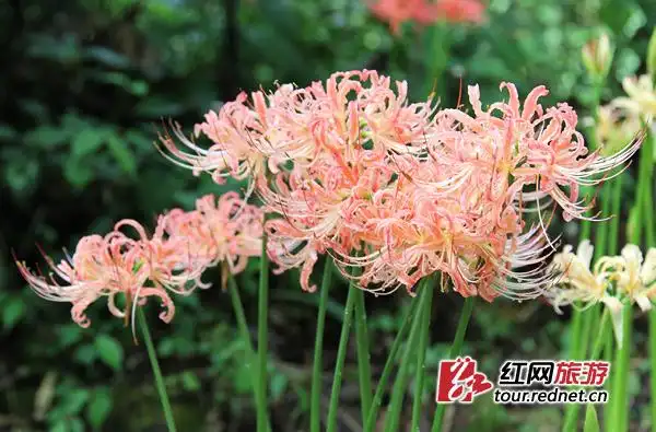 粉色成片开放的彼岸花