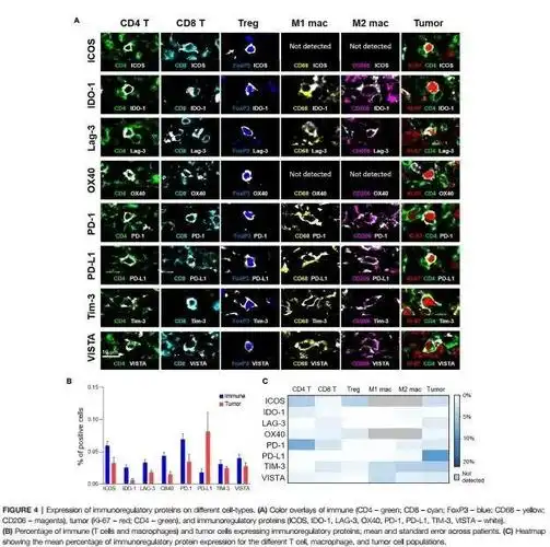 超多重免疫荧光技术推动肿瘤微环境精准研究