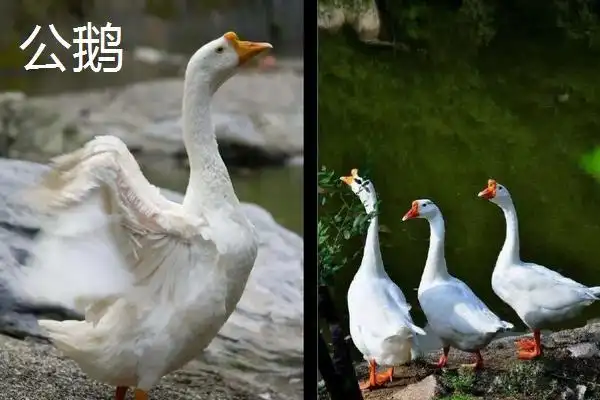 鹅怎样分辨公母,附大鹅养殖技术