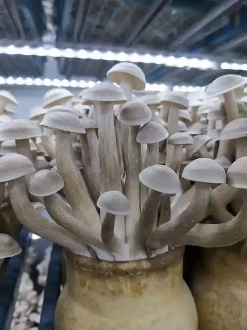 业易网食用菌之鹿茸菇