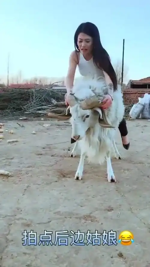 表妹来到农村非要骑大公羊, 这脾气太暴了