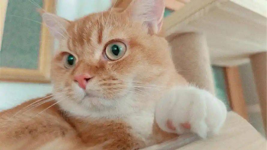 猫猫的美颜暴击