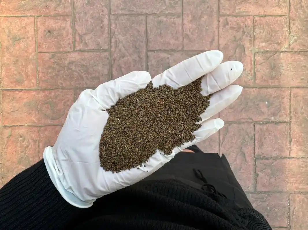 沙打旺种子批发 沙打旺为豆科多年生牧草,幼苗可以耐受-4度的 - 抖音