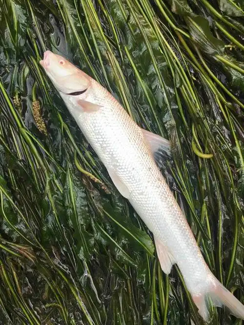 大鳞鲃(淡水银鳕)_生产品种_西南渔业网 水花鱼 水产养殖专业网 渔业