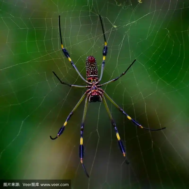 漂亮的蜘蛛