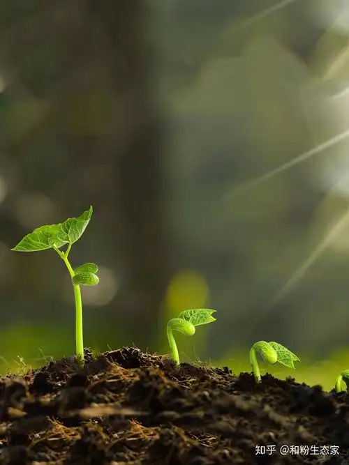 人的生命力来自于哪里路遥平凡的世界给你答案