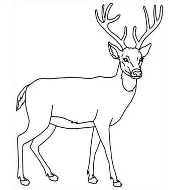 野生动物简笔画大全 - 简单简笔画