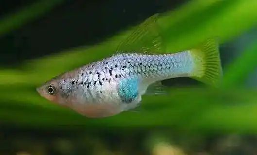 月光鱼的简介-月光鱼的的品种月光鱼的简介月光鱼是热带鱼中一个重要