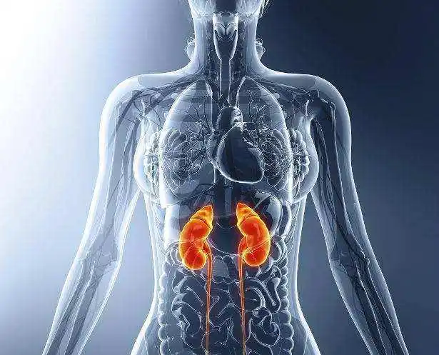 中医学-五脏六腑-肾系统(下)