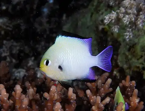 雀鲷图鉴, - 海水观赏鱼综合讨论区 - cmf海水观赏鱼论坛 - powered