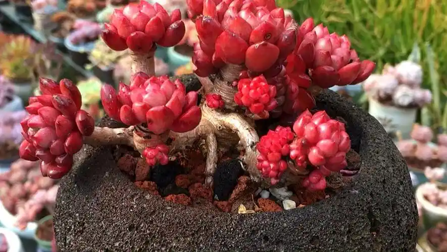 美美的红宝石老桩 168