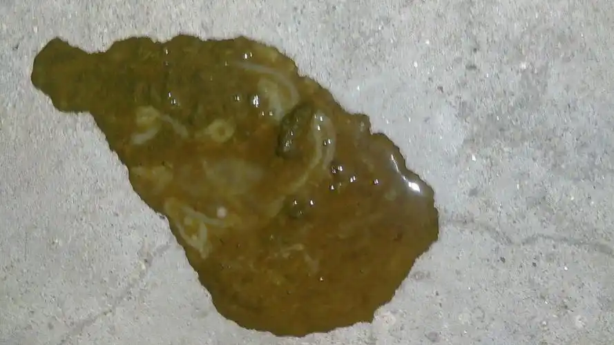 狗狗得了细小打了三天针刚才拉的屎很臭很稀是怎么回事