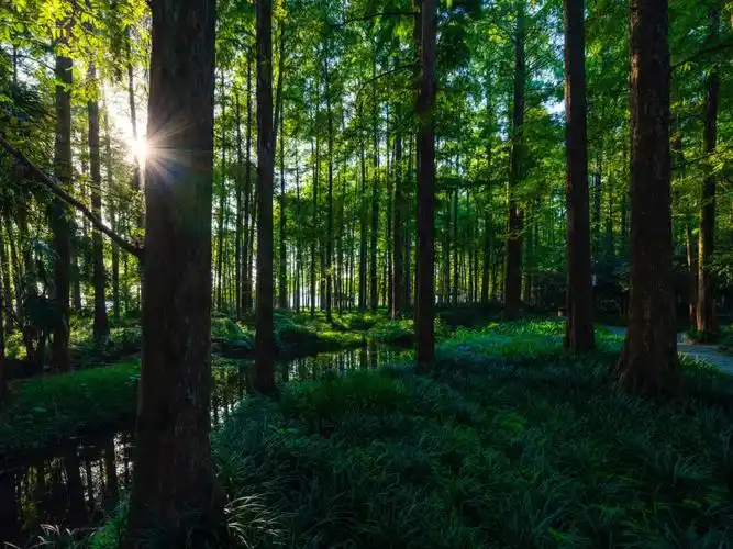 唯美清晨的阳光图片绿色清晨图片晨光 美景晨光树林图片森林晨光图片