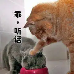 果真天上掉馅饼广告手游领红包谜底大公开