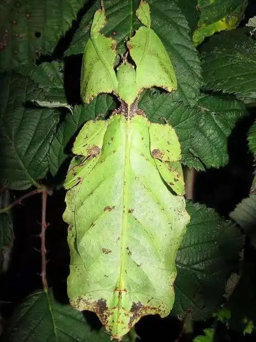 大自然中的"伪装术"——神奇的拟态昆虫