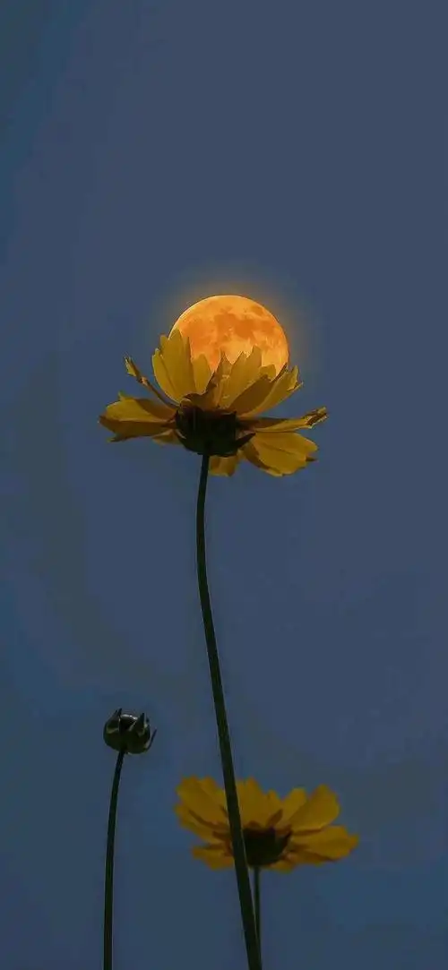 情感背景图片(情感背景图片2022新款)-天晟网