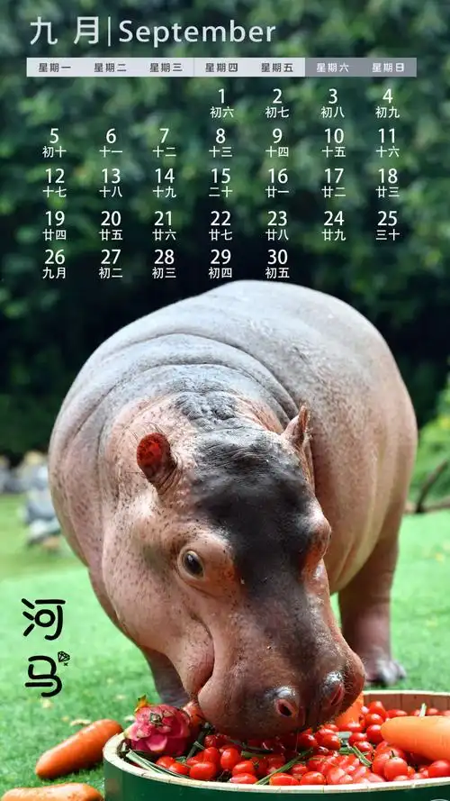 日历读后感(小象日记读后感)_晶羽文学网