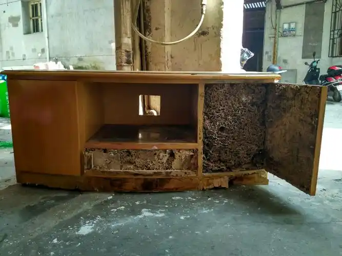 白蚁预防比灭治更重要