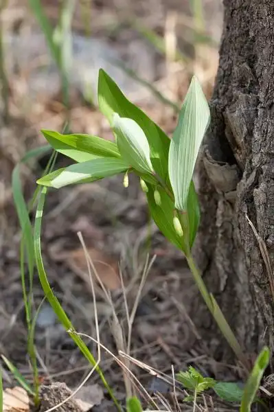 单子叶植物&金鱼藻目