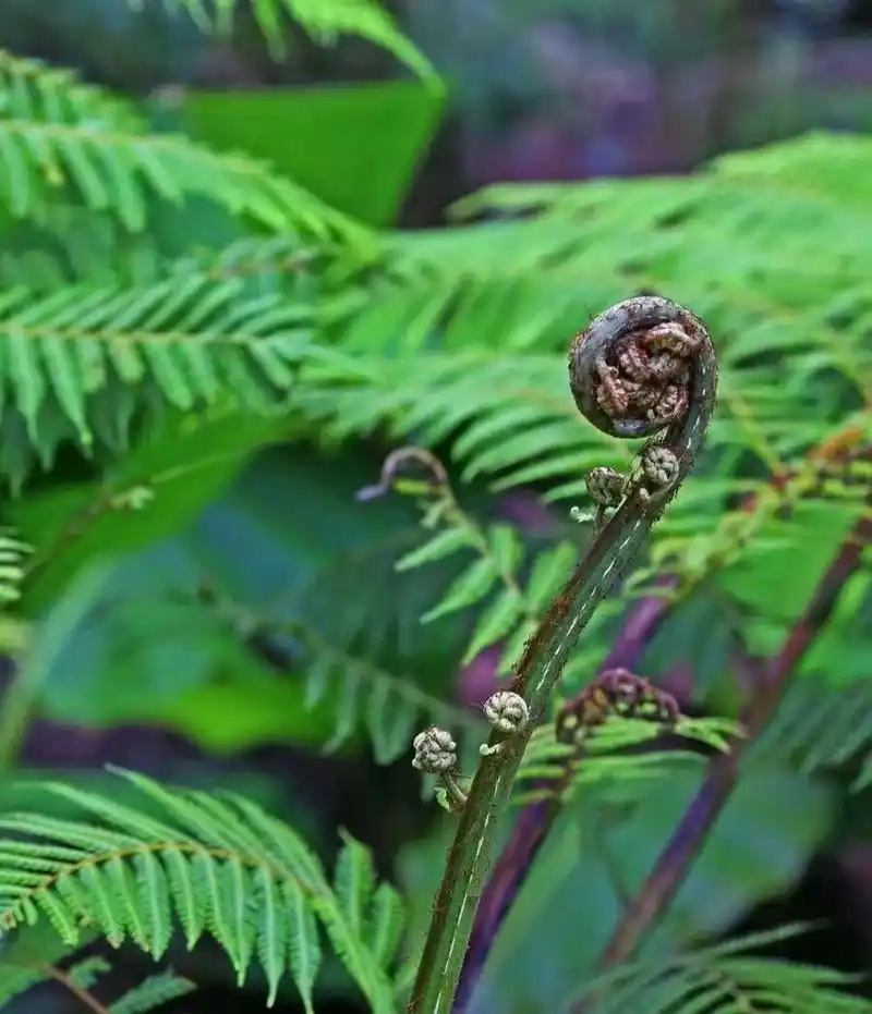 【桫椤】 别名,黑狗脊,有"蕨类植物之王"赞誉性味,涩;平,功能主治