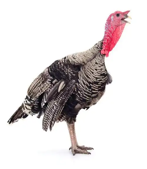 什么品种火鸡可自然繁殖