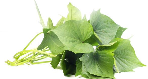 地瓜叶的功效与作用