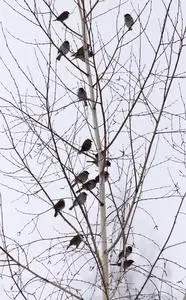 麻雀一群一群麻雀在光秃秃的树枝上照片