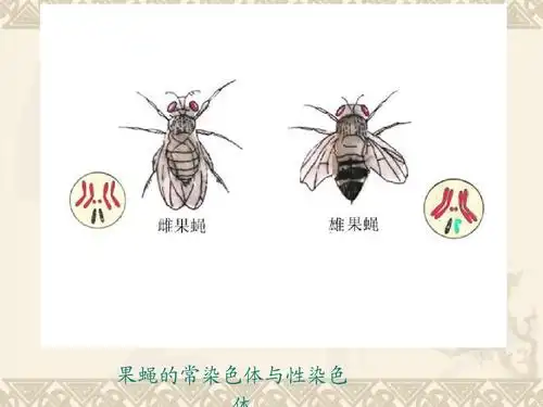 果蝇的常染色体与性染色
