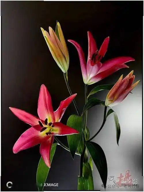 【图集】可爱的一枝百合花(低调)_祝福_诱惑_背景