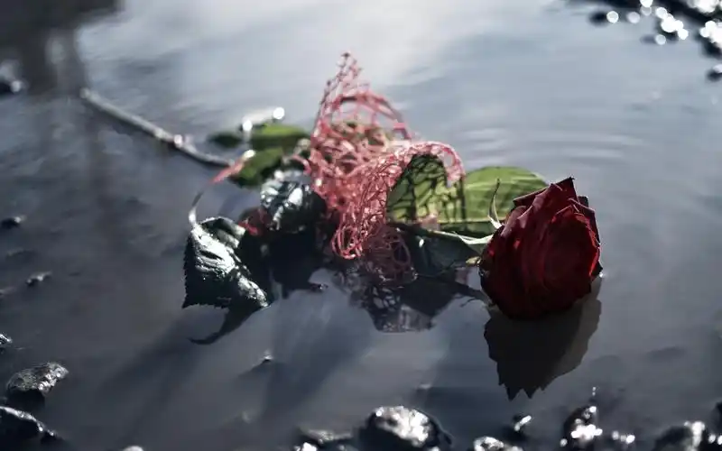 红玫瑰丢在水里,水坑里 750x1334 iphone 8/7/6/6s 壁纸,图片,背景