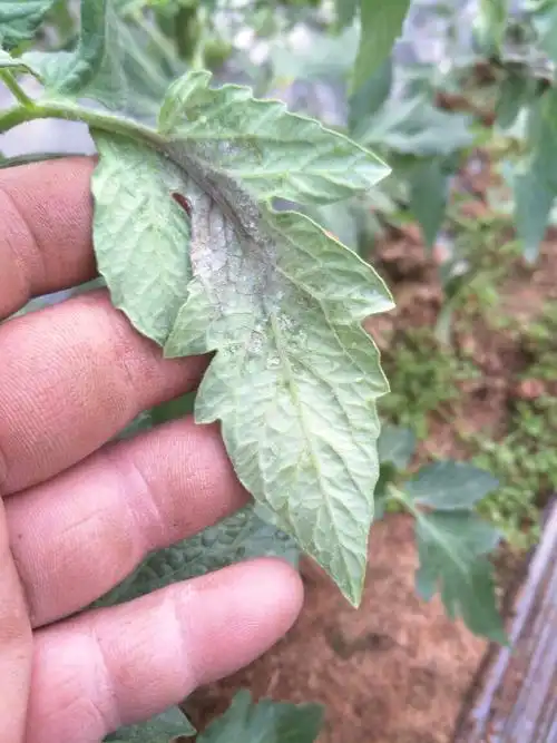 番茄晚疫病有什么好的防治手段谢谢.