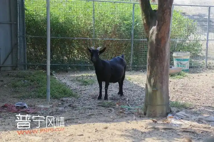 国庆去哪玩来普宁象鼻山动物园要你好看