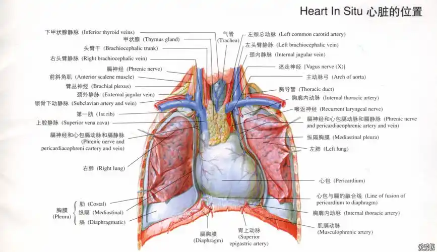 心脏解剖