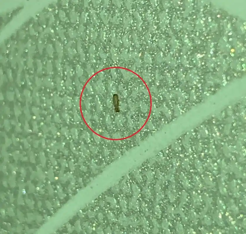 书虱如何根治?防书虱还得先防潮!