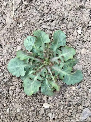 苦碟子,也叫抱茎小苦荬.开黄色花朵,属于苦菜系植物.可食.