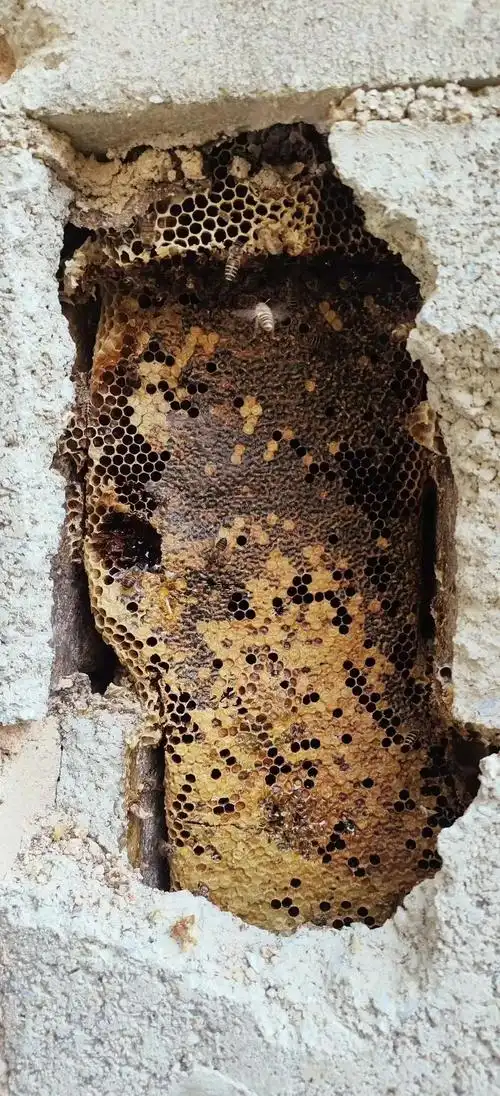 野生蜂巢蜜:自然与野性的甜蜜馈赠 🍯