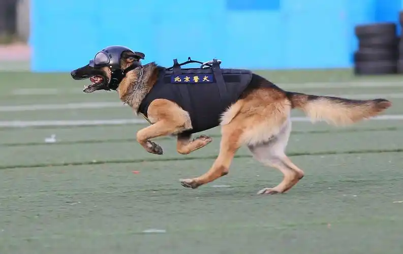 警犬出更—剑舞.麦田摄影作品欣赏