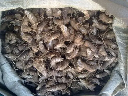 供应玄参种苗(净芽头)