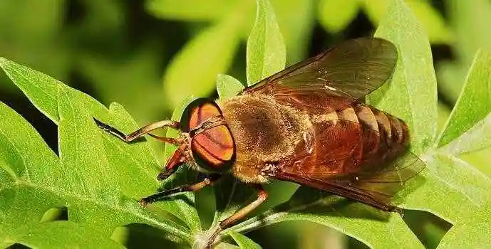 人畜皆害的吸血虫--牛虻(méng)