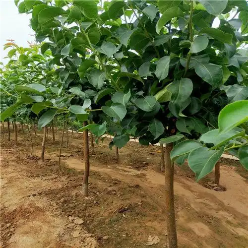 那种梨树苗砧木成活率高嫁接梨苗多少钱一棵品种梨树苗哪里卖