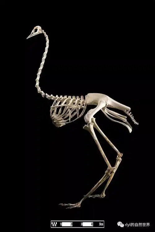 鸵鸟的骨骼地理分布 distribution鸵鸟生活在非洲沙漠地带和荒漠