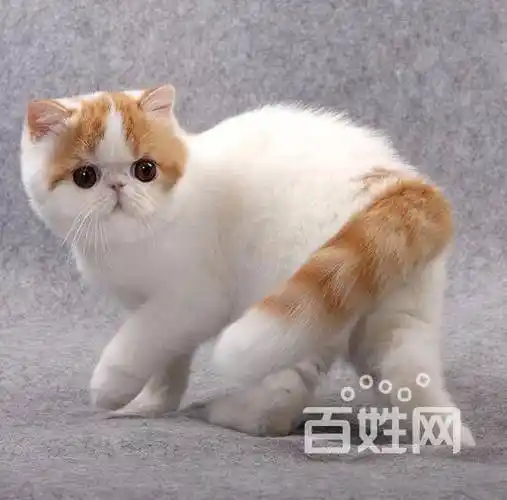 自家猫舍cfa认证纯种法血加菲净梵色梵花色梵纹色三