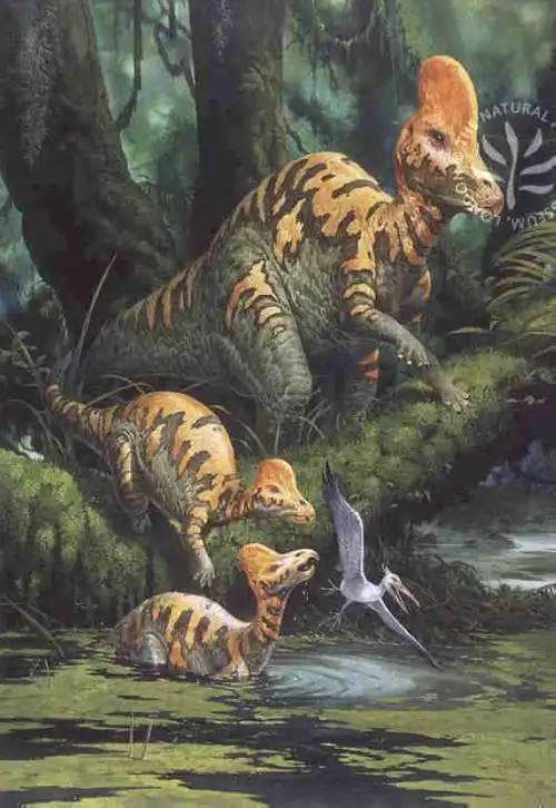 p>赖氏龙(属名:lambeosaurus)又名兰伯龙,意为"赖博 a href="#">蜥蜴