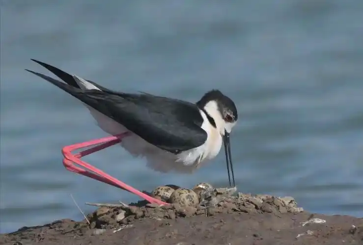 小鸟诞生记(黑翅长脚鹬)