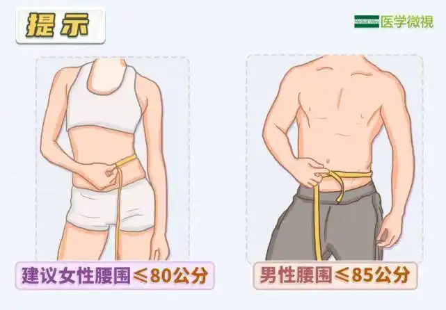 即使体重正常,如果女性腰围超过80cm,男性腰围超过85cm,就属于腹型