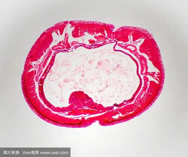 显微镜放大查看蚯蚓横断面制备的幻灯片