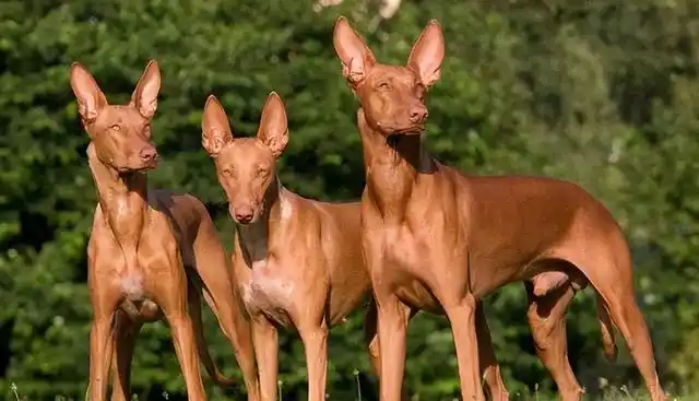 这几种"名贵"的狗,真的不是想养就养!