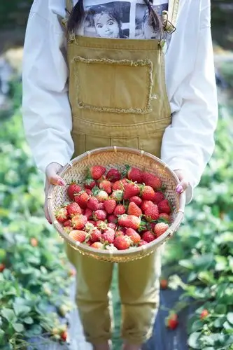 摘草莓