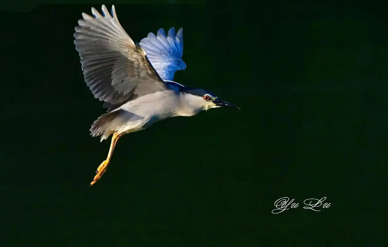体较粗胖,颈较短;嘴尖细,微向下曲,黑色;胫裸出部分较少,脚和趾黄色